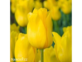 zluty tulipan triumph jan van nes 1