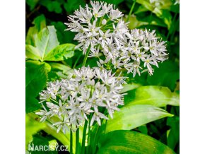 cesnek medvedi allium ursinum 1