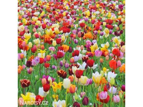 Tulipany smes 50 1
