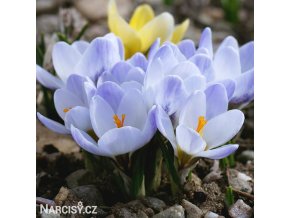 blede modry krokus Blue Pearl 4