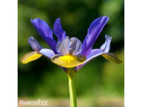 fialovožlutý kosatec iris frans halas 1