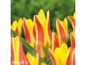 zlutocerveny tulipan kaufmanniana giuseppe verdi 1