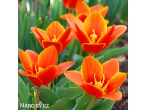 oranzovy tulipan kaufmanniana early harvest 1