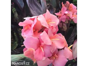 ruzova dosna canna pink futurity 1