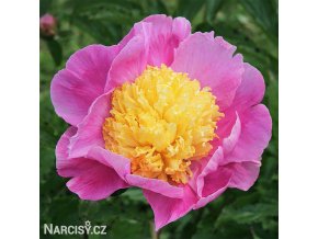 ruzovozluta pivonka hemerick 1