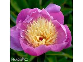 ruzovozluta pivona bowl of beauty 1