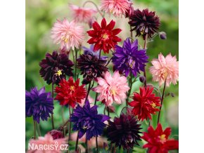 orlicky smes Aquilegia mix 1
