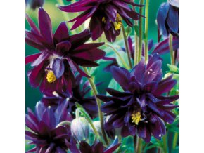 Aquilegia black barlow 03