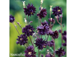 cerny orlicek aquilegia black barlow 5