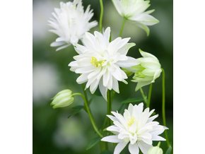 Aquilegia white barlow 02