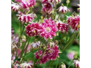 ruzovy orlicek Aquilegia nora barlow 3