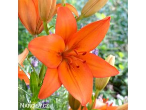 oranzova lilie asijska oange ton 1