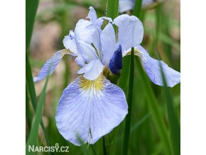 bledě modrý kosatec sky wings iris reticulata 1