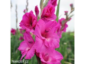 ruzovy mecik gladiolus fidelio 1