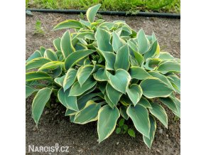 bohyska hosta aureomarginata 1