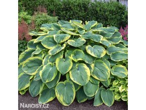 bohyska hosta frances williams 1