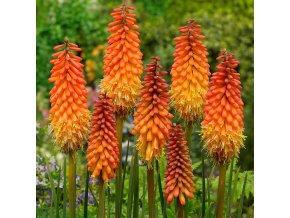 Kniphofia Alcazar 01