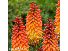 kniphofia mnohokvet alcazar 1