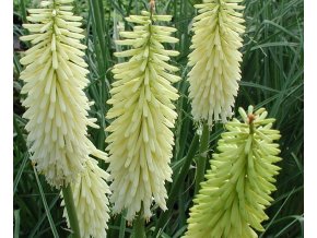 Kniphofia Ice Queen 02