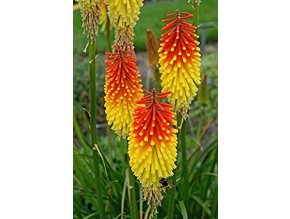 Kniphofia Royal 01