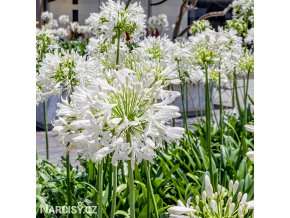 Agapanthus kalokvet bily 8