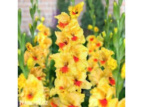 zluty gladiolus mecik jester 1
