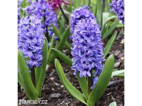 Hyacint - Delft blue