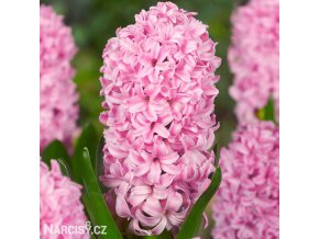 ruzovy hyacint fondante 6