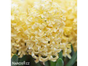 Hyacint - Gipsy Princess