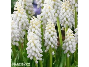 bílý Modřenec Muscari Snowqueen 1