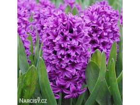 fialovy hyacint miss saigon 1