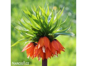 oranžový řebčík fritillaria william rex 1