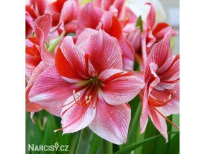 růžový hvězdník amaryllis gervase 1