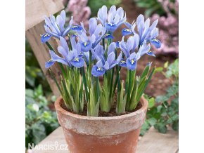bledě modrý kosatec iris alida reticulata 1