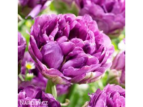 fialovy Tulipan Exquisit 1