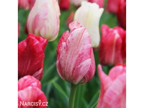 ruzovy tulipan triumph hemisphere 2