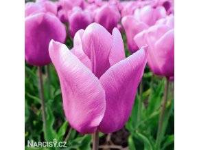 ruzovy tulipan triumph holland beauty 1