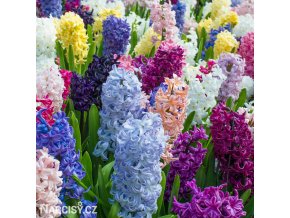 hyacinty smes mix barev 1