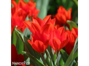cerveny tulipan Praestans Zwanenburg 1