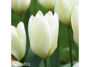 bily tulipan triumph purissima 1