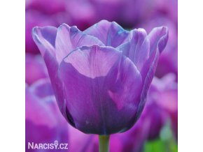 fialovy tulipan blue aimable 1