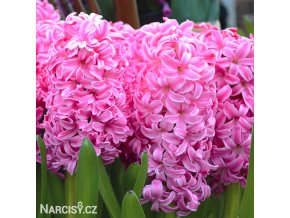 ruzovy hyacint pink pearl 1