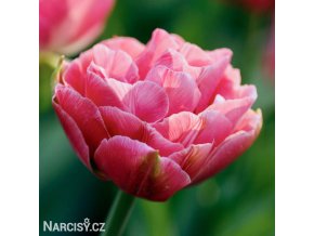 ruzovy plnokvety tulipan aveyron 1