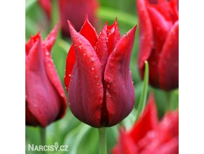 cerveny tulipan pretty woman 1