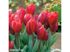 cerveny tulipan triumph couleur cardinal 6