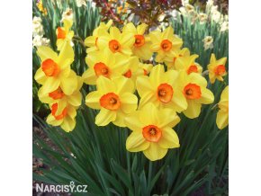 žlutooranžový narcis red devon 4