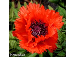 cerveny mak vychodni papaver turkenlouis 1