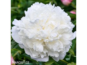 bila pivonka alba plena 1