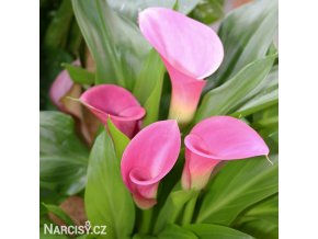 ruzova kala zantedeschia garnet glow 1