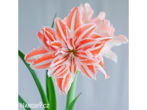 Hvězdník - Amaryllis  Dancing Queen